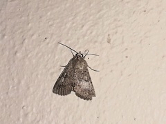 Heliothis