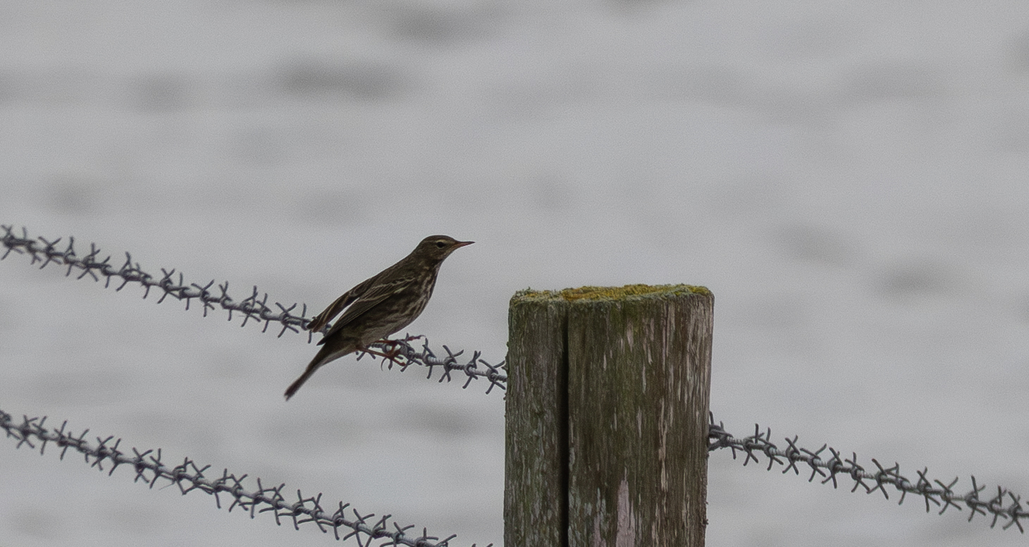 Meadow Pipit