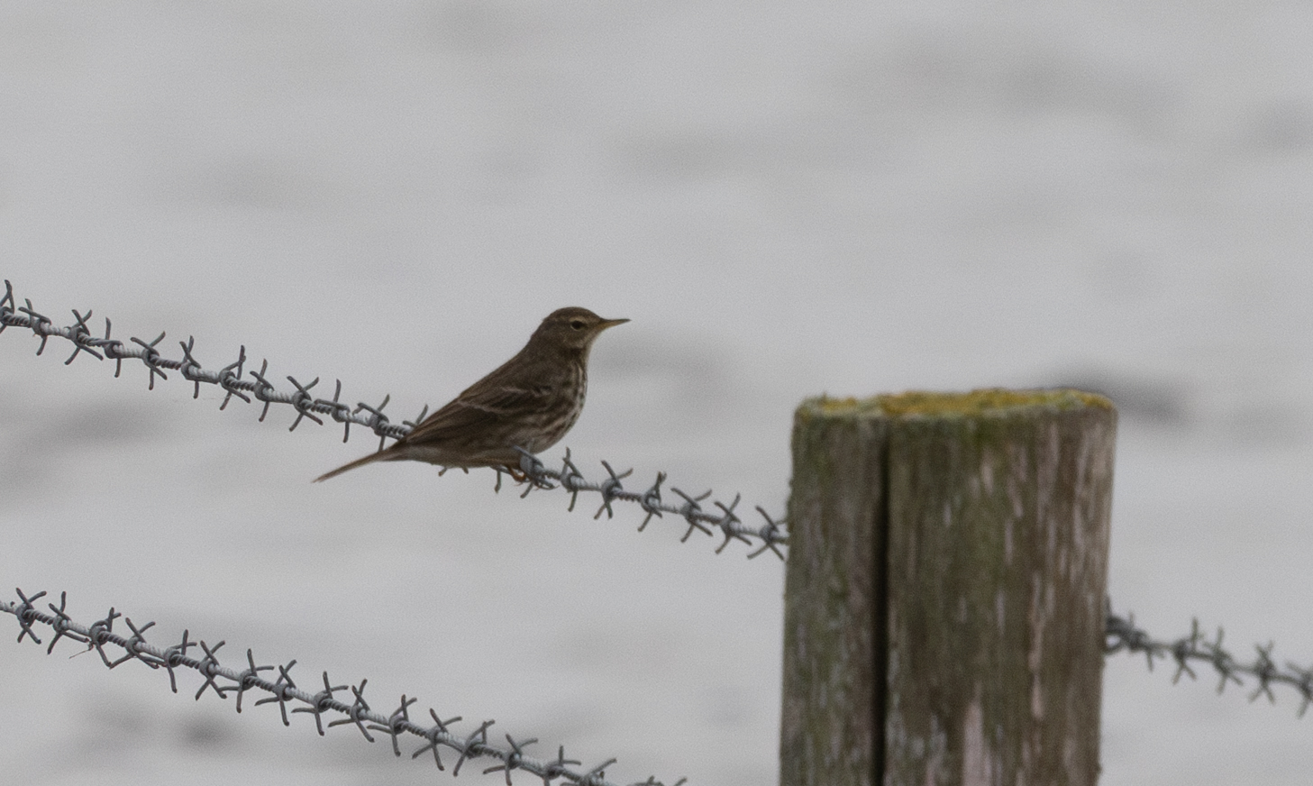 Meadow Pipit