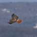 Red-tailed Hawk from Hawk Mountain Sanctuary, 1700 Hawk Mountain Rd, Kempton, PA 19529, USA on December 08, 2025 at 01:16 PM by billjuliusmoses