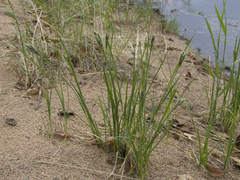 Carex eleusinoides