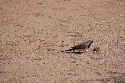 (c) David F. Fraser, some rights reserved (CC BY-NC), uploaded by David F. Fraser iNaturalist image