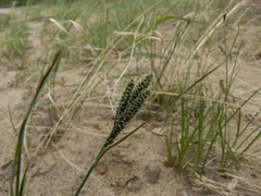 Carex eleusinoides