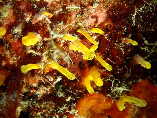 Forcepia colonensis