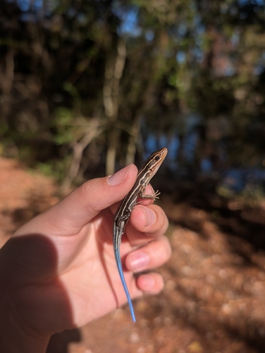 Broad-headed Skink observed by toad-wench