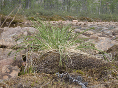 Carex eleusinoides