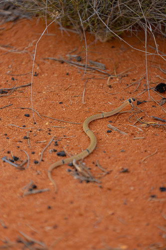 Ringed Brown Snake sighting