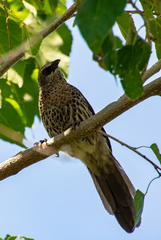 Turdoides hartlaubii