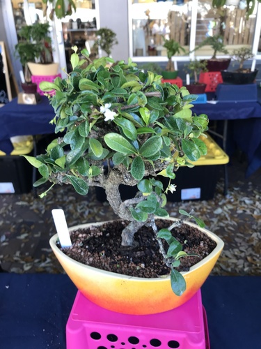 Ehretia microphylla iNat (1)