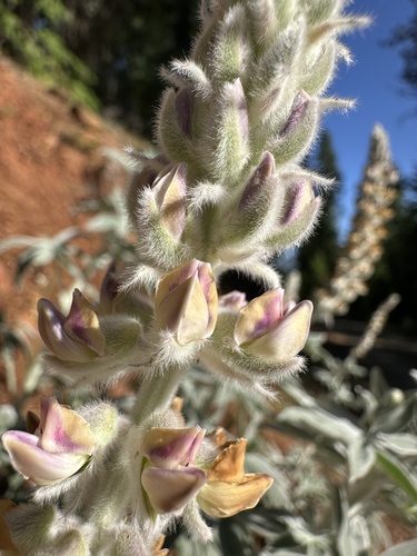 Velvet Lupine (Lupinus leucophyllus)