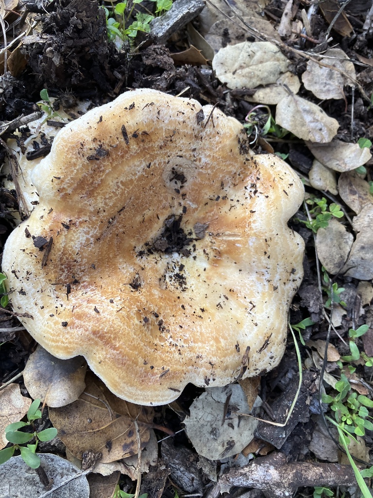 Lactarius alnicola · December 2025 · photo: © rachmono (iNaturalist, CC)