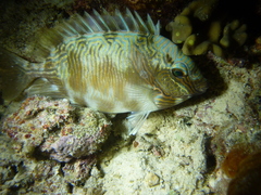 Barred Spinefoot photo 2