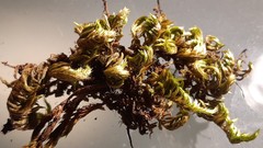 Homalothecium aureum