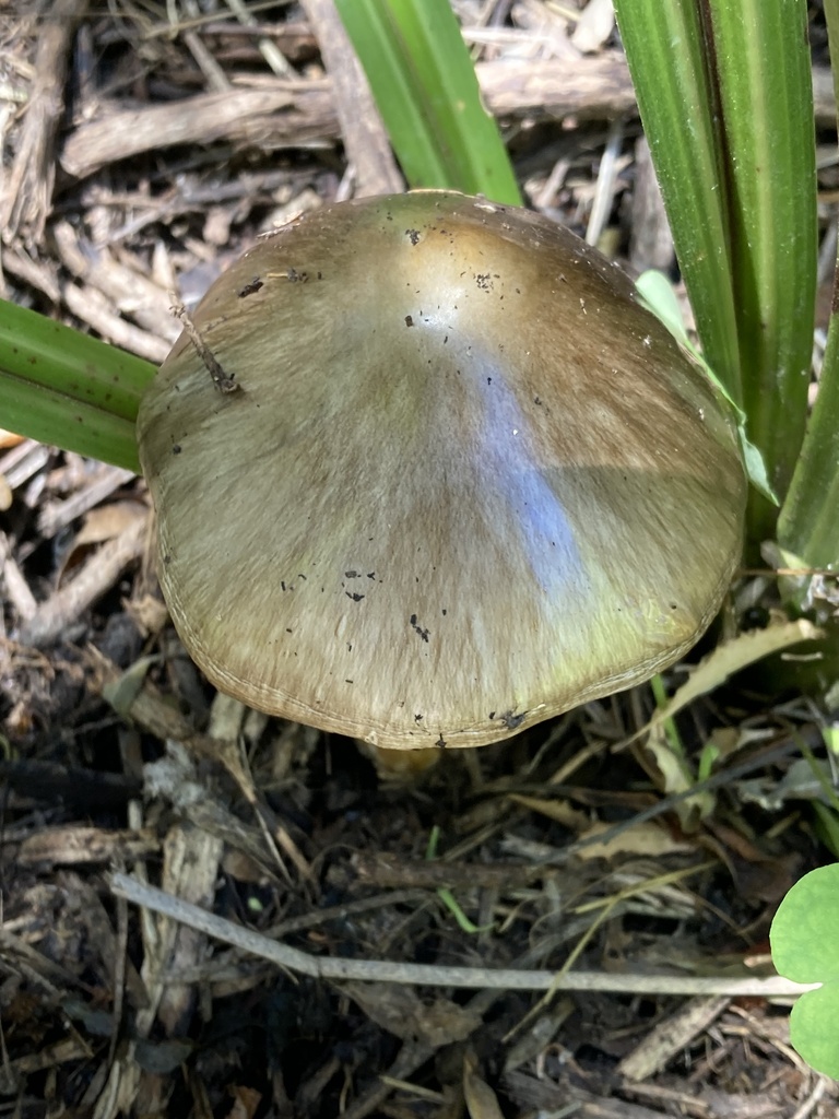Volvopluteus gloiocephalus · December 2025 · photo: © matt_scott_nz (iNaturalist, cc-by)