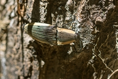 Chalcolepidius bomplandii