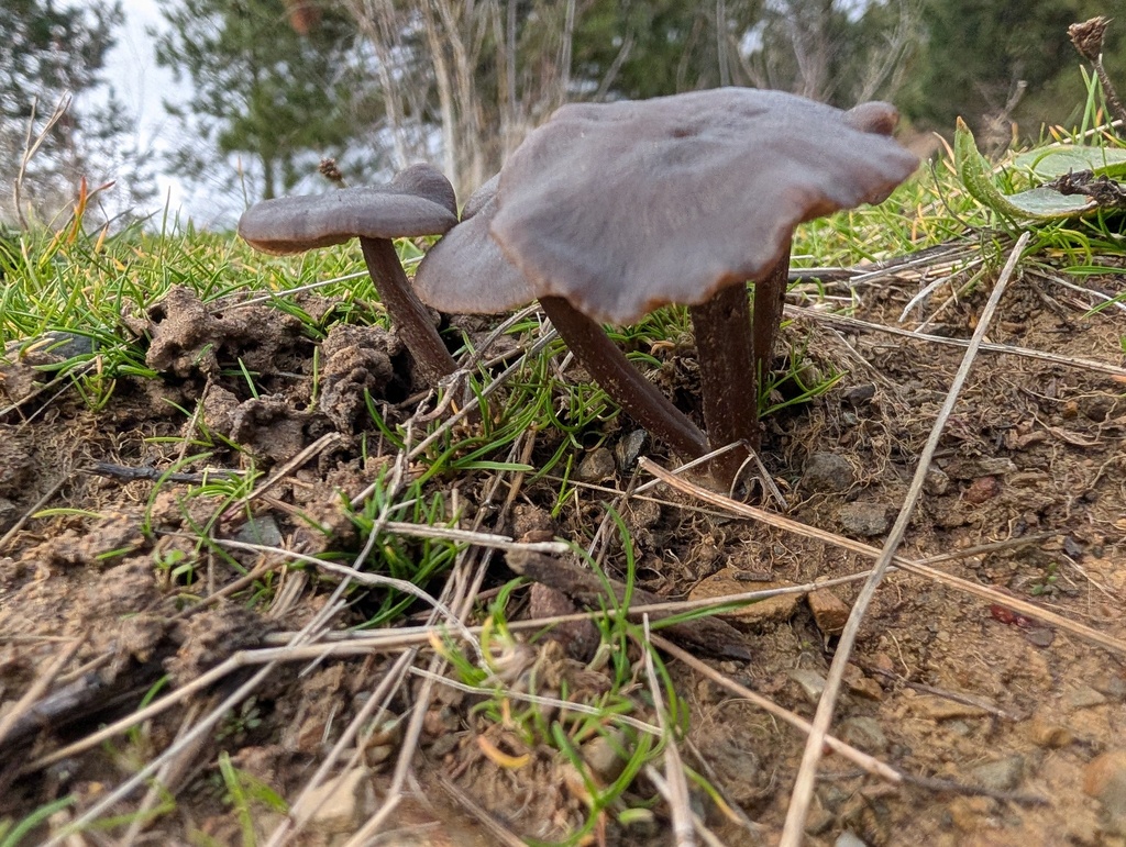Entoloma sericeum · December 2025 · photo: © daughterdad (iNaturalist, cc-by)