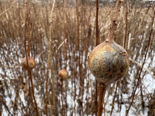 Unknown species found near Great Barrington, MA, US