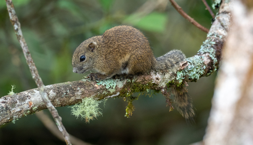 Borneo Black-banded Squirrel