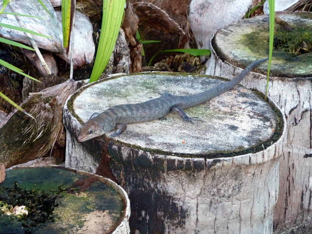 White-Striped Cape Skink