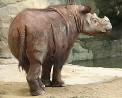 Sumatran Rhinoceros photo 4