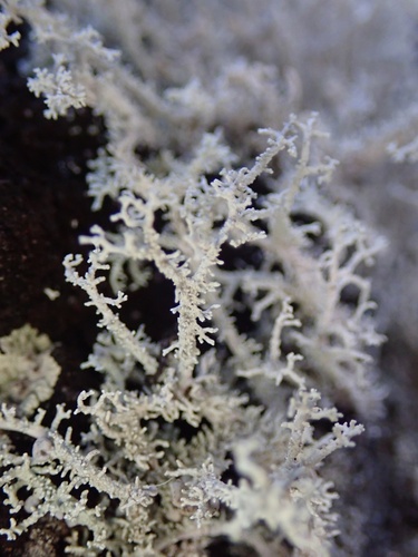 Stereocaulon ramulosum, 2025-11-06