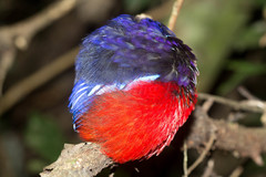 Erythropitta ussheri