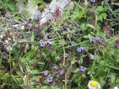 Anchusa variegata