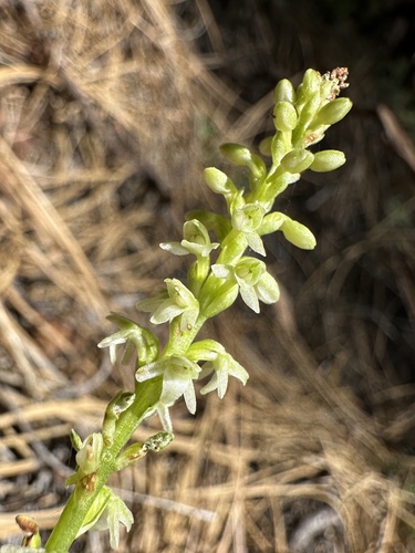 Whiteflower Rein Orchid (Platanthera ephemerantha)