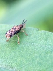 Sumitrosis inaequalis
