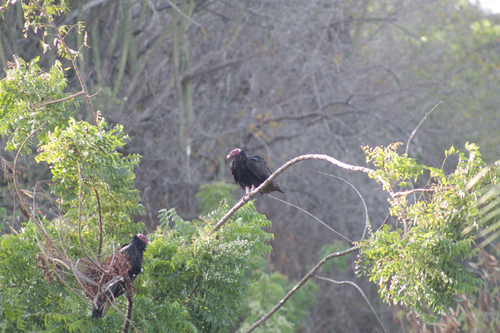 Turkey Vulture
