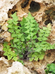 Adiantum deltoideum
