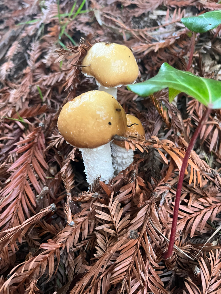 Stropharia ambigua · December 2025 · photo: © zoeonthecoast (iNaturalist, cc0)