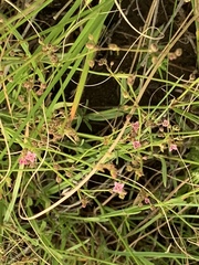 Cordylostigma virgatum