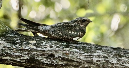 Lesser Nighthawk (Chordeiles acutipennis)