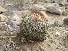 Echinofossulocactus dichroacanthus