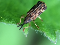 Sumitrosis inaequalis