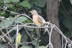 Turdus libonyana