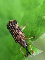Sumitrosis inaequalis