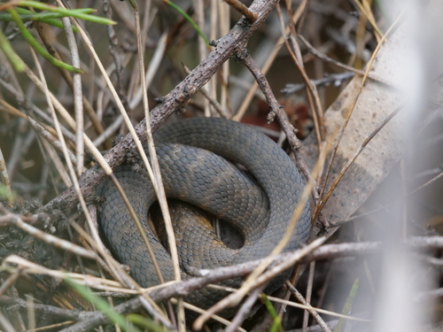 Tiger Snake sighting