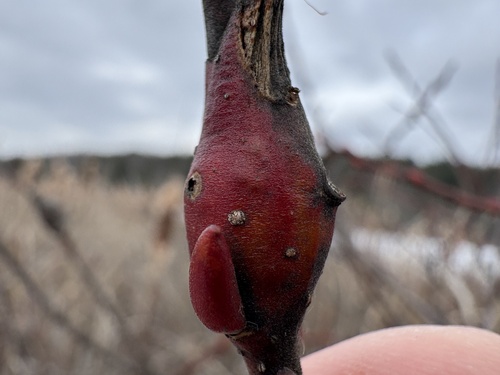Unknown species found near Great Barrington, MA, US