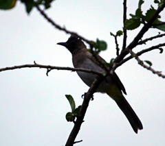 Pycnonotus barbatus