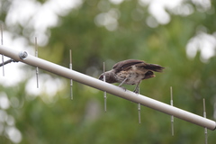 Turdoides hartlaubii