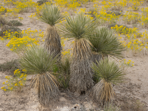 Yucca elata