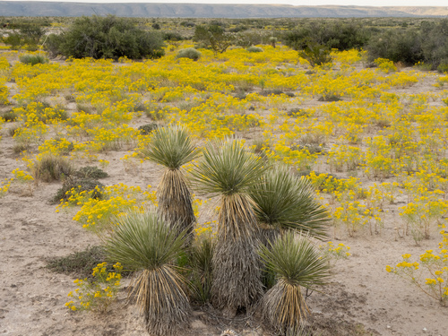 Yucca elata