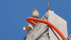 Haemorhous mexicanus