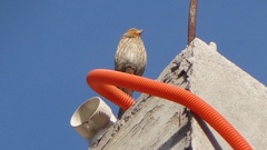 Haemorhous mexicanus