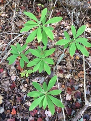 Daphne mezereum
