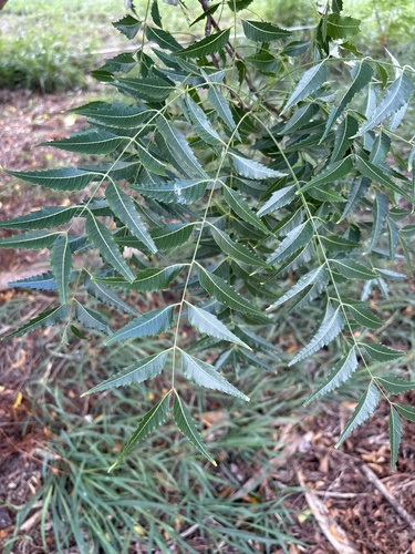 Azadirachta indica, 2025-12-08