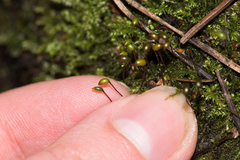 Brachytheciastrum velutinum