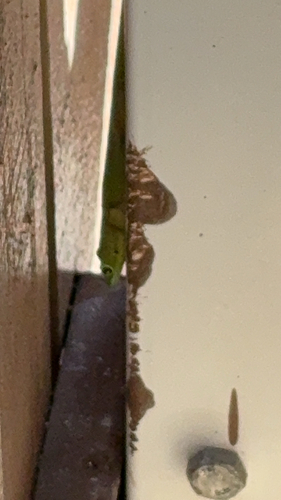 Phelsuma laticauda observed 2025-12-08